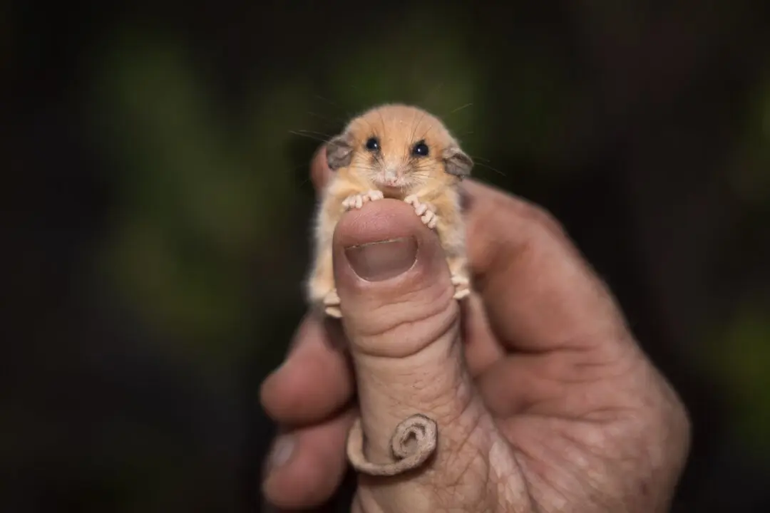 Rare Tiny Possum Officially Found in Sanctuary Almost 30 Years After Last Sighting
