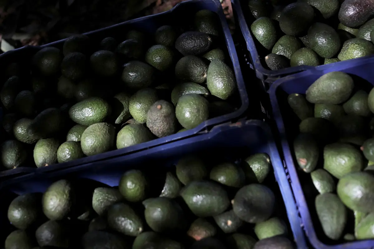 US Ceases Avocado Inspections in Mexican State of Michoacán Over Threat to American Interests