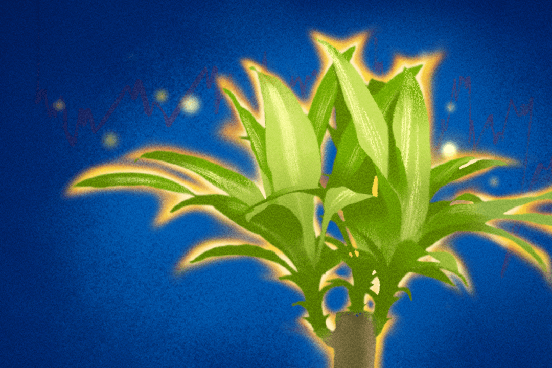 Do Plants Have Consciousness?