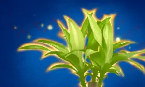 Do Plants Have Consciousness?