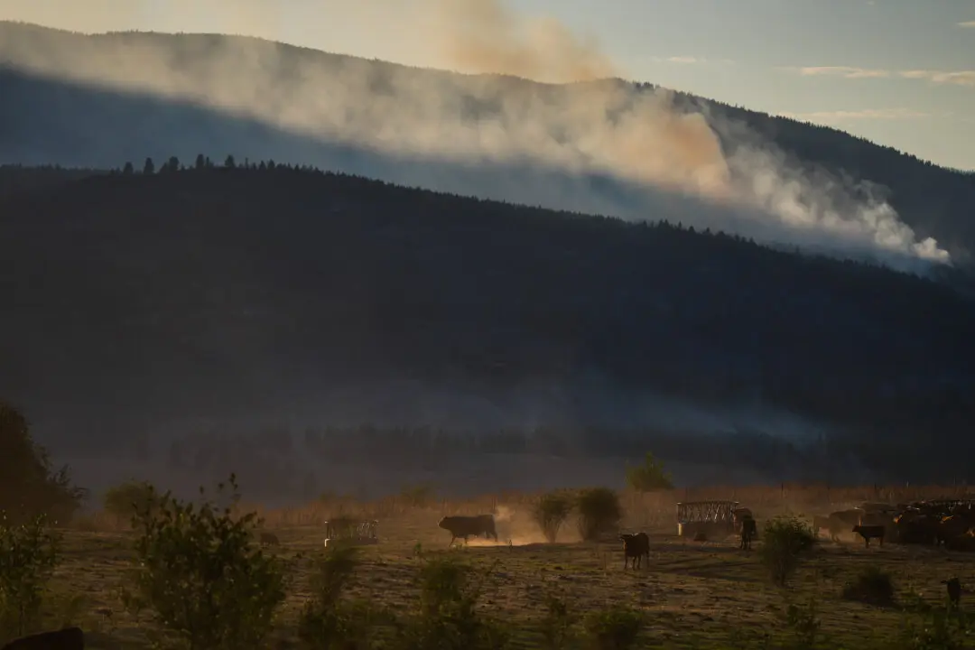 Why Some BC Farmers Stay to Fight, Despite Wildfire Evacuation Orders
