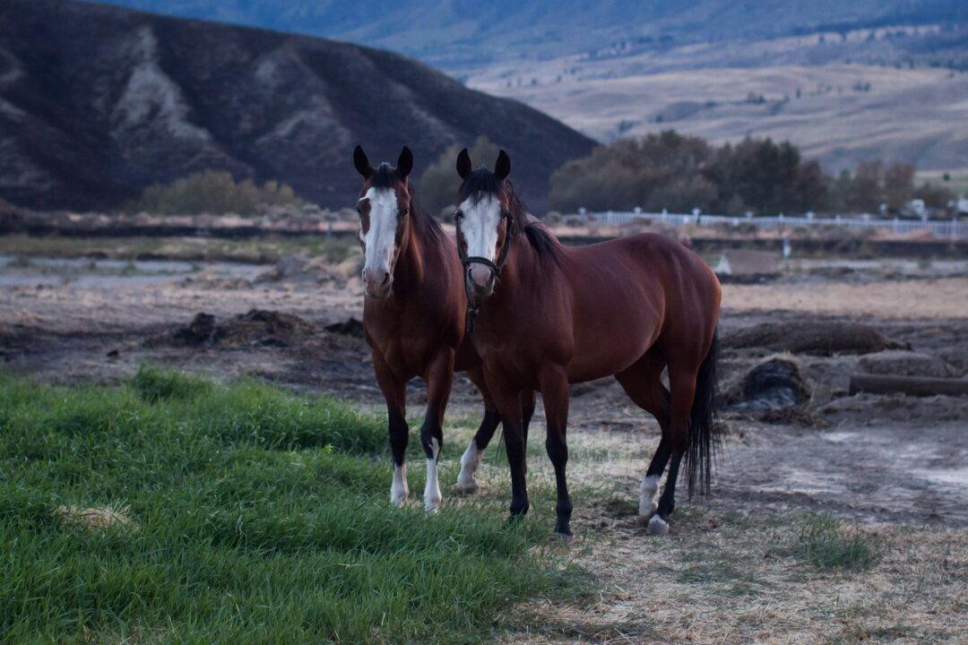 ‘It Takes a Village’: Okanagan Community Rallies to Rescue Horses From Wildfire