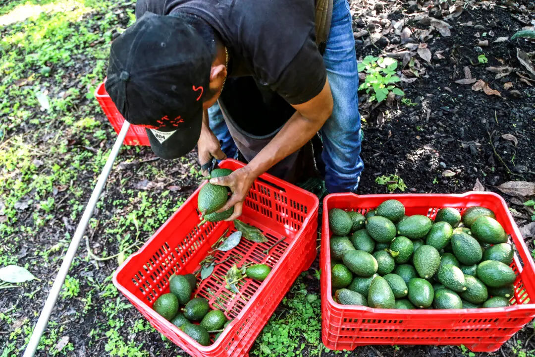 US Restarts Mexican Avocado Checks as Security Measures Increase