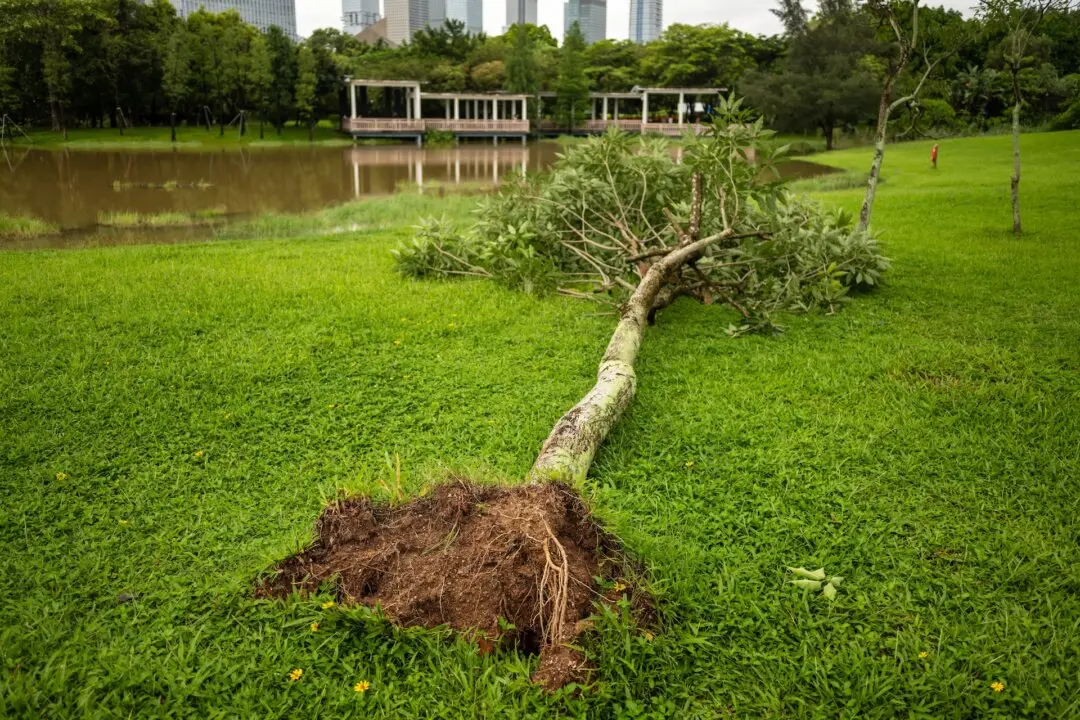 Can You Save a Blown-Over Tree?