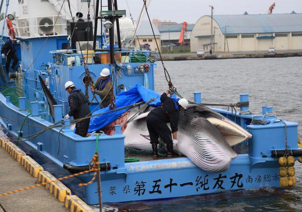 First Whales Caught as Japan Resumes Commercial Hunt After 30 Years