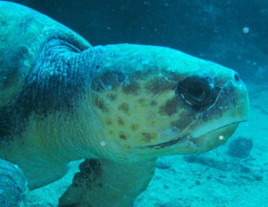 A large male loggerhead turtle returned to the reefs offshore just south of Boynton Beach, Fla. (John Christopher Fine copyright 2013)