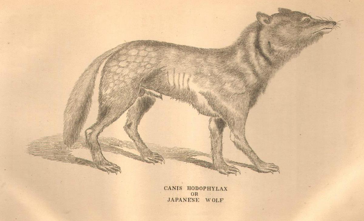 Honshu wolf