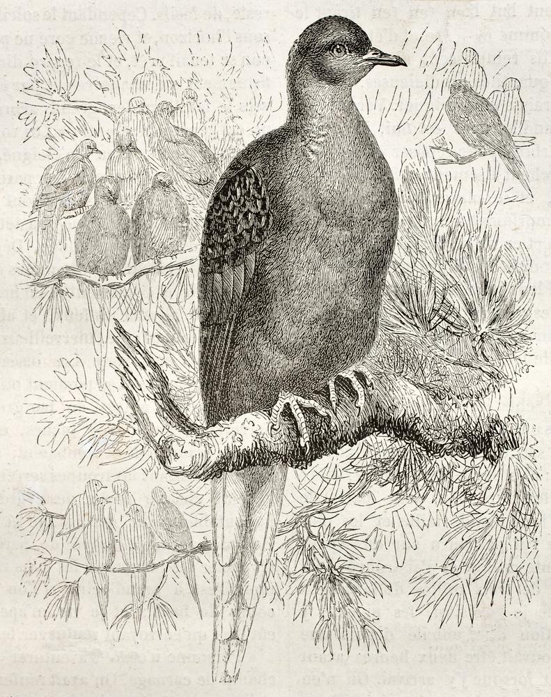 Passenger Pigeon