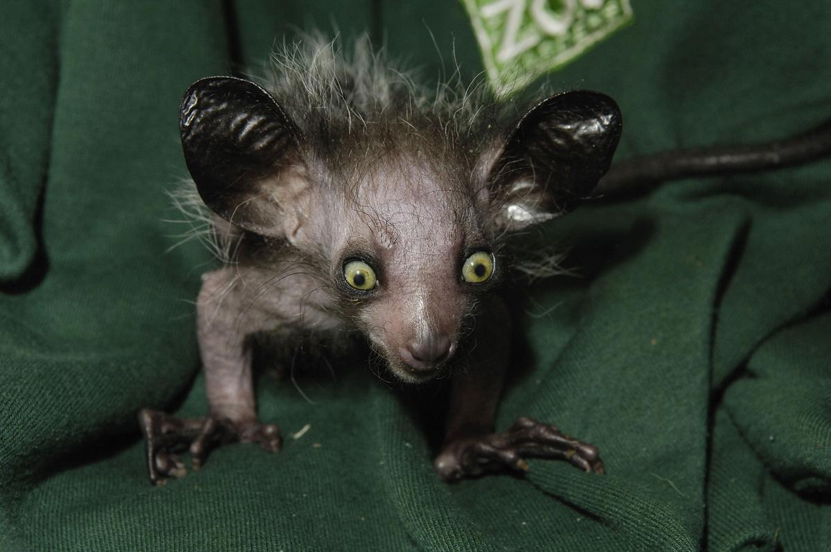 Aye-Aye