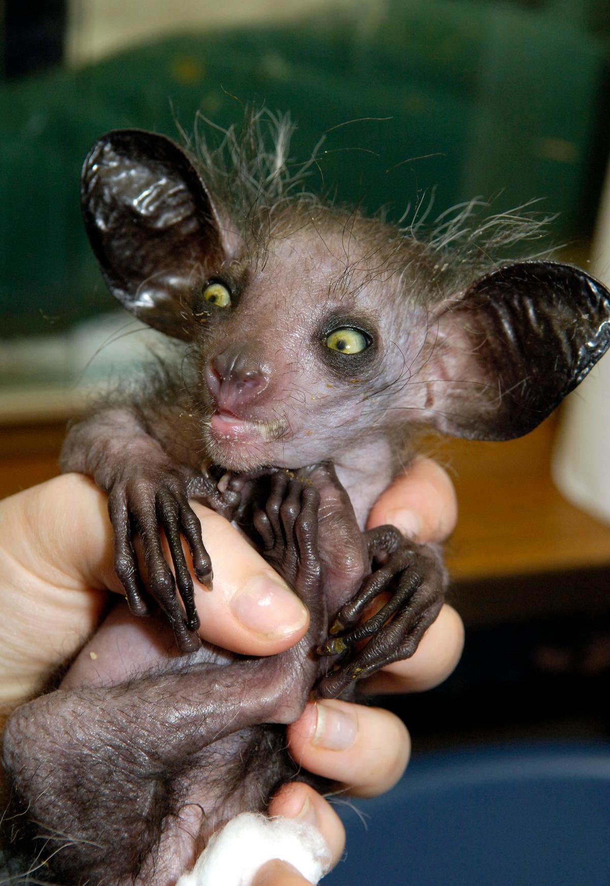 Aye-Aye
