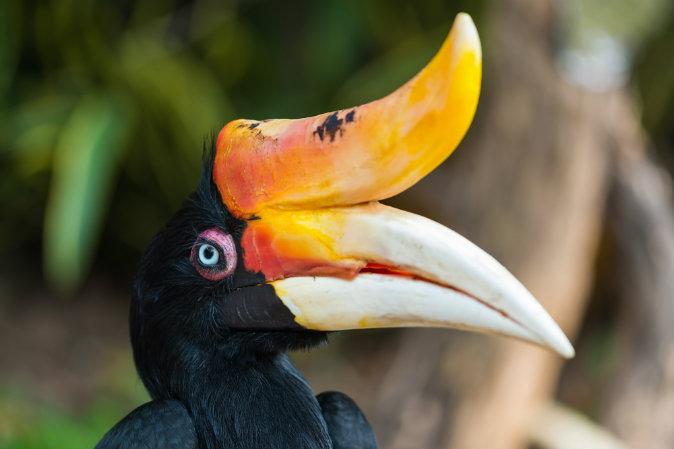 Rhinoceros hornbill