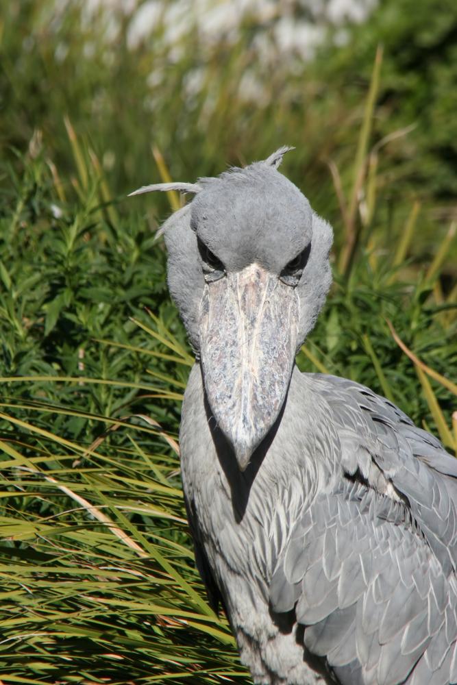Shoebill