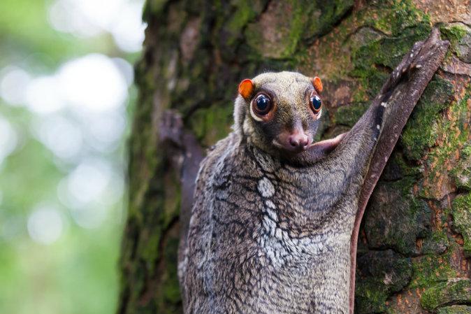 Sunda Flying Lemur
