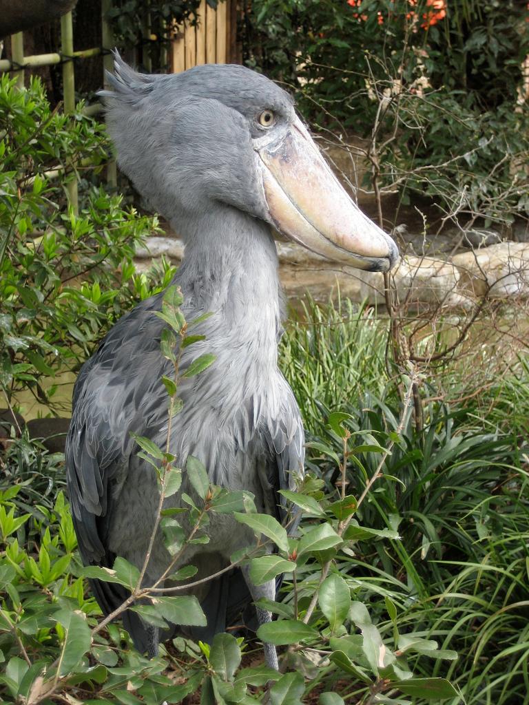 Shoebill