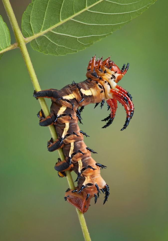 Cecropia Caterpillar