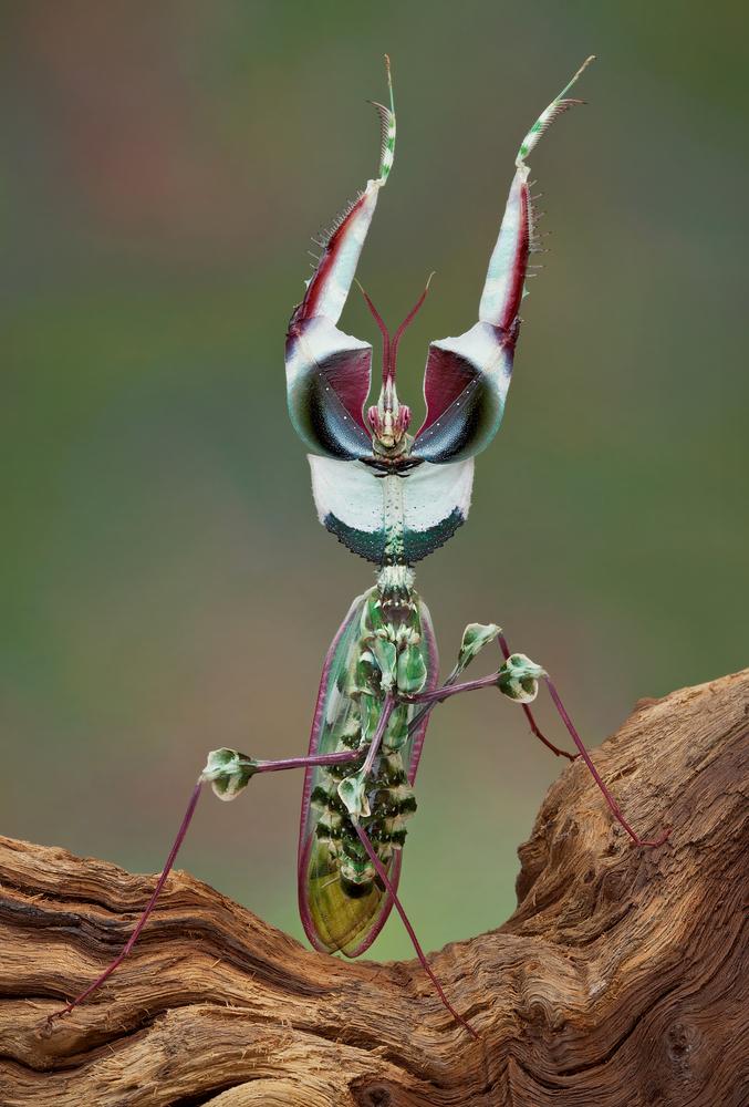 Idolomantis