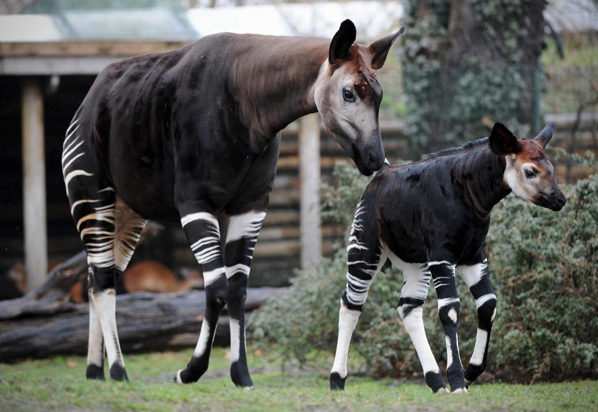 Okapi