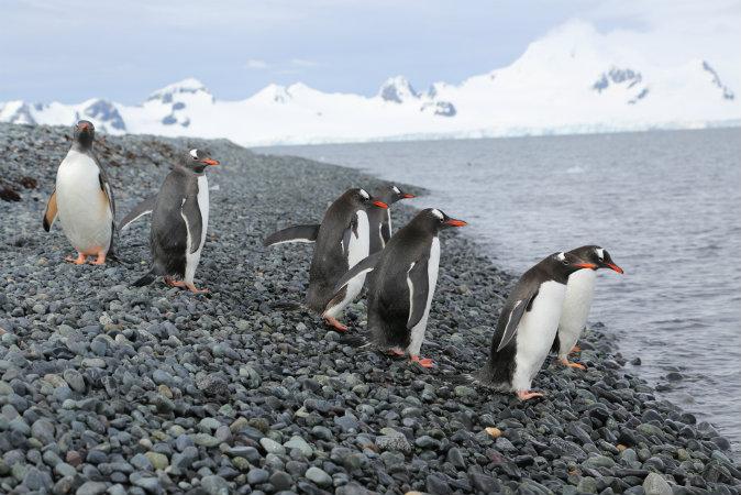 Antarctic