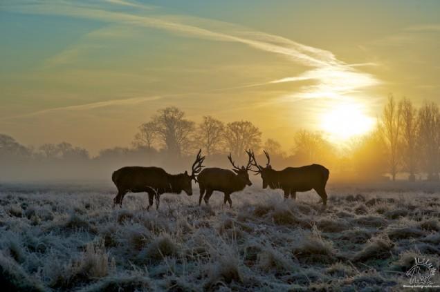 Frozen Stags (Max Ellis)
