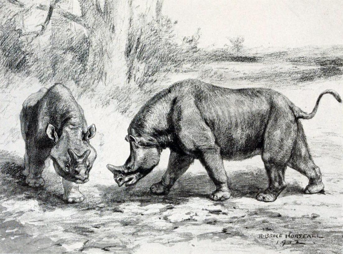 Megacerops