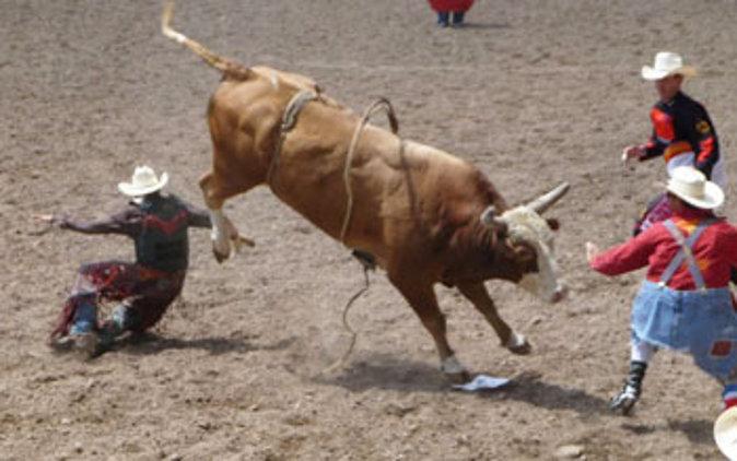 Distracting the bull (Go Nomad)