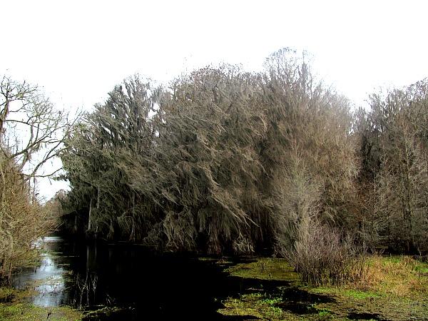 With interesting views like this, the Alligator Lake Recreation Area hike was off to a good start. (Traveling Ted)