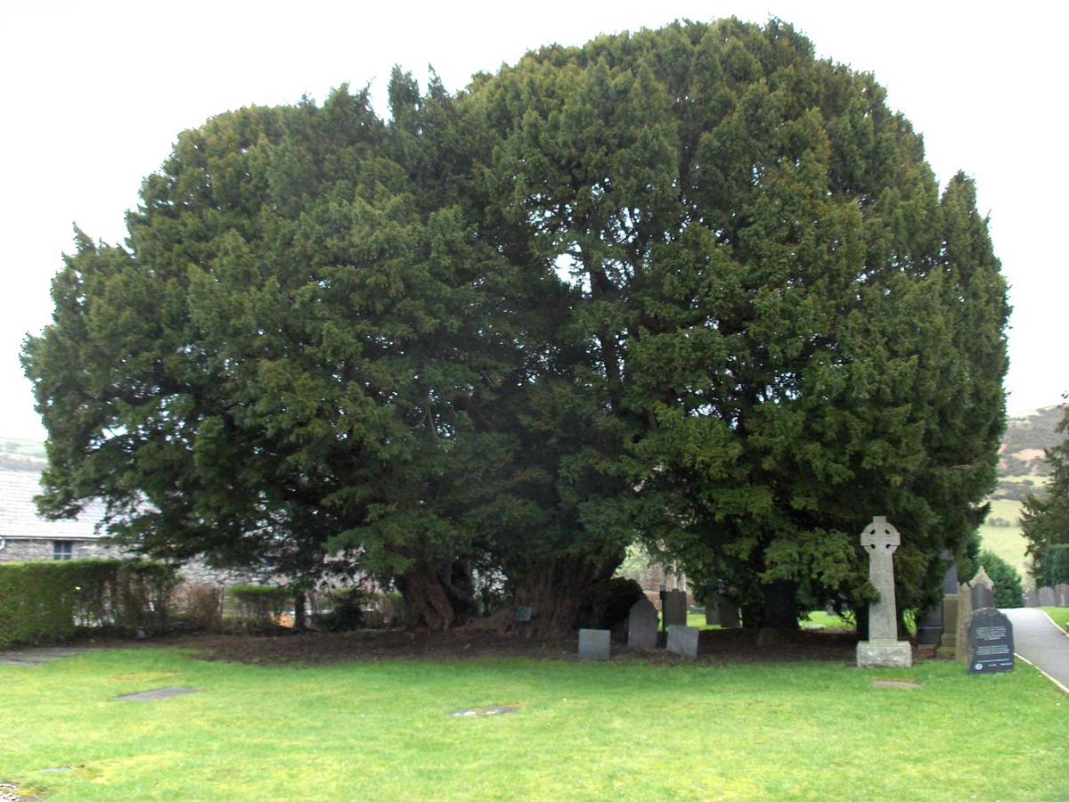 Llangernyw Yew