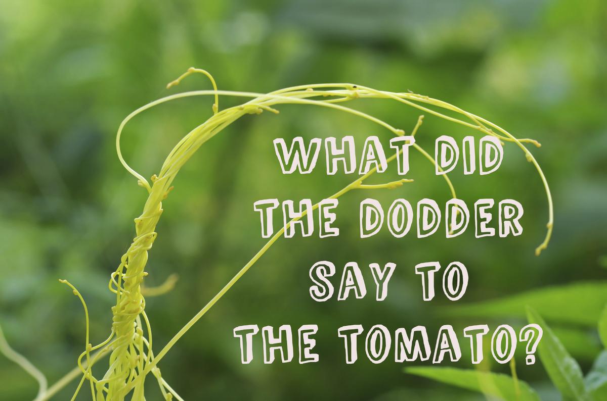 Dodder