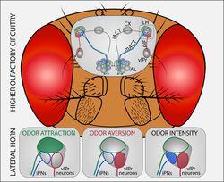 The quality and intensity of an odor are represented in three different activity domains in the lateral horn of the fly brain. Pleasant odors activate the green region, disgusting odors activate the red area. The blue and red regions represent the intensity of an odor. (Silke Sachse/ MPI Chem. Ecol.)