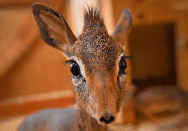 Neo the Dik-Dik miniature antelope
