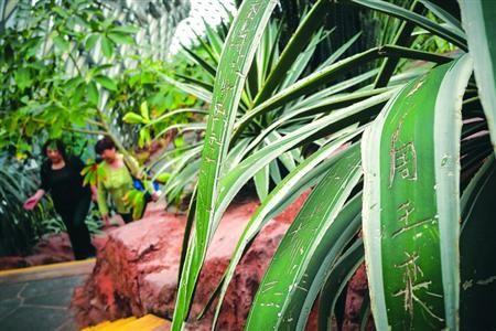 Leaves at the Shanghai Botanical Garden damaged by vandalism. (Screenshot via Shanghai Morning Post)
