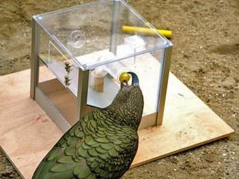 <a href="https://www.theepochtimes.com/assets/uploads/2015/07/33059_web_medium.jpg"><img class="size-medium wp-image-127158" title="This is the parrot Kea using a ball shaped tool at the Multi Access Box. (Alice Auersperg)" src="https://www.theepochtimes.com/assets/uploads/2015/07/33059_web_medium.jpg" alt="This is the parrot Kea using a ball shaped tool at the Multi Access Box. (Alice Auersperg)" width="320"/></a>