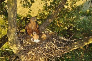 <a href="https://www.theepochtimes.com/assets/uploads/2015/07/hawkchick_medium.jpg"><img class="size-medium wp-image-119358" title="A seven-day-old black kite nestling seeks the cover of its mother in a decorated nest. (F. Sergio)" src="https://www.theepochtimes.com/assets/uploads/2015/07/hawkchick_medium.jpg" alt="A seven-day-old black kite nestling seeks the cover of its mother in a decorated nest. (F. Sergio)" width="320"/></a>