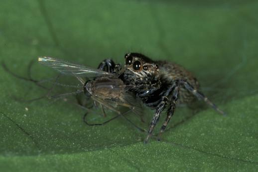 <a href="https://www.theepochtimes.com/assets/uploads/2015/07/image2_web.jpg"><img class="size-medium wp-image-248559" title="A vampire consumes a mosquito. (Robert Jackson)" src="https://www.theepochtimes.com/assets/uploads/2015/07/image2_web.jpg" alt="A vampire consumes a mosquito. (Robert Jackson)" width="350" height="233"/></a>
