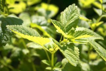 <a href="https://www.theepochtimes.com/assets/uploads/2015/07/lemonbalm_medium.jpg"><img src="https://www.theepochtimes.com/assets/uploads/2015/07/lemonbalm_medium.jpg" alt="Lemon balm — Melissa officinalis. (Kirstin Jungmann/www.pixelio.de)" title="Lemon balm — Melissa officinalis. (Kirstin Jungmann/www.pixelio.de)" width="300" class="size-medium wp-image-63756"/></a>