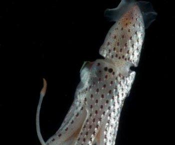 <a href="https://www.theepochtimes.com/assets/uploads/2015/07/squid24316_web2_medium.jpg"><img src="https://www.theepochtimes.com/assets/uploads/2015/07/squid24316_web2_medium.jpg" alt="The jeweled squid, Histioteuthis bonellii, swims above the Mid-Atlantic Ridge at depths from 500 meters to 2,000 meters (about 1,640-6,562 ft.). (David Shale david.shale@virgin.net)" title="The jeweled squid, Histioteuthis bonellii, swims above the Mid-Atlantic Ridge at depths from 500 meters to 2,000 meters (about 1,640-6,562 ft.). (David Shale david.shale@virgin.net)" width="320" class="size-medium wp-image-110207"/></a>