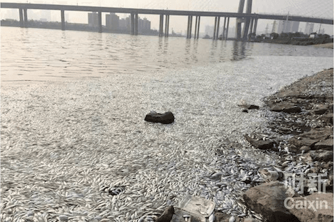 Dead fish wash up the shores of Haihe River in Tianjin, China, on Aug. 20, 2015. (Screen shot/Caixin)