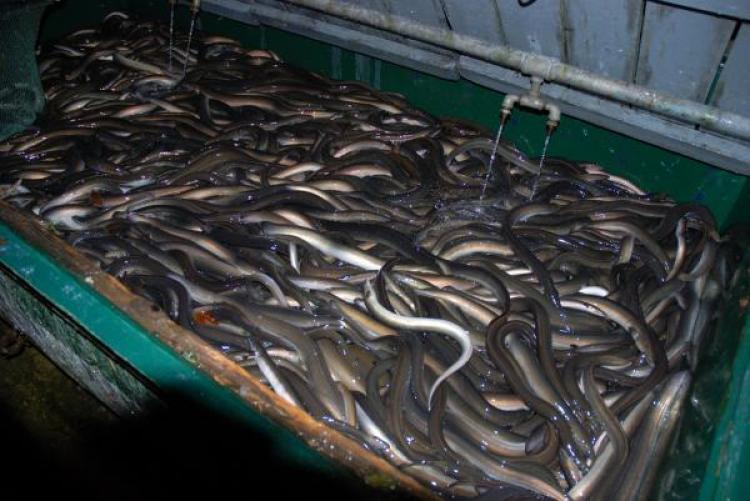 <a><img src="https://www.theepochtimes.com/assets/uploads/2015/09/090929100652-large.jpg" alt="BIGGEST EEL CONTEST: Dr. Kim Aarestrup and his colleagues searched among more than 100,000 live eels caught by Irish fishermen to find 22 large eels for tagging. (Kim Aarestrup/DTU Aqua)" title="BIGGEST EEL CONTEST: Dr. Kim Aarestrup and his colleagues searched among more than 100,000 live eels caught by Irish fishermen to find 22 large eels for tagging. (Kim Aarestrup/DTU Aqua)" width="320" class="size-medium wp-image-1825930"/></a>