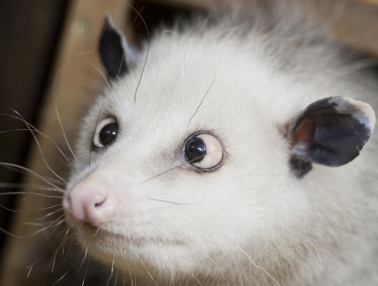 <a><img src="https://www.theepochtimes.com/assets/uploads/2015/09/108804102Heidi.jpg" alt="Heidi Opossum: Heidi the opossum on Tuesday, Dec. 14, 2010 at Leipzig Zoo. Heidi only missed one pick in the Oscar predictions she made last week on ABC's 'Jimmy Kimmel Live.' (Hendrik Schmidt/AFP/Getty Image)" title="Heidi Opossum: Heidi the opossum on Tuesday, Dec. 14, 2010 at Leipzig Zoo. Heidi only missed one pick in the Oscar predictions she made last week on ABC's 'Jimmy Kimmel Live.' (Hendrik Schmidt/AFP/Getty Image)" width="320" class="size-medium wp-image-1807586"/></a>