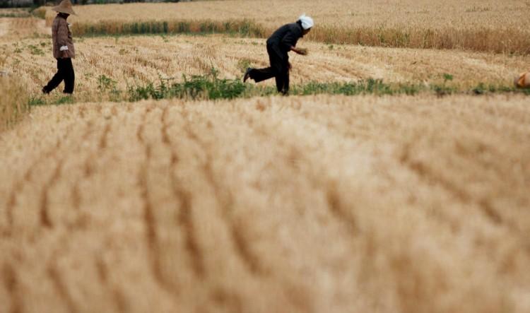 <a><img src="https://www.theepochtimes.com/assets/uploads/2015/09/114933047.jpg" alt="Farm workers glean wheat in a field on May 29, in Huaibei, Anhui Province of China. According to a scholar from the Chinese Academy of Agricultural Engineering, one-sixth of China's farmland are contaminated by heavy metals. (ChinaFotoPress/Getty Images)" title="Farm workers glean wheat in a field on May 29, in Huaibei, Anhui Province of China. According to a scholar from the Chinese Academy of Agricultural Engineering, one-sixth of China's farmland are contaminated by heavy metals. (ChinaFotoPress/Getty Images)" width="575" class="size-medium wp-image-1770743"/></a>
