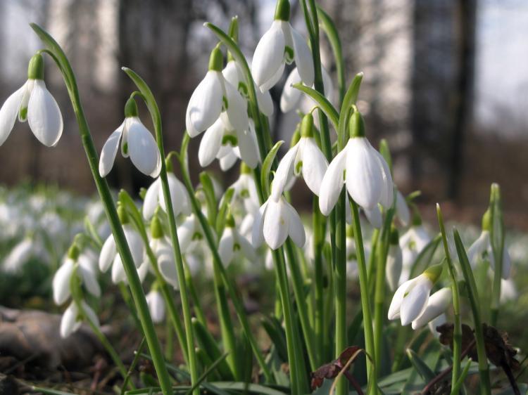 <a><img src="https://www.theepochtimes.com/assets/uploads/2015/09/1154005_39127699.jpg" alt="When sibling plants grow next to each other, their leaves often touch and intertwine, but stranger plants grow rigidly upright and avoid touching each other. (sxc.hu)" title="When sibling plants grow next to each other, their leaves often touch and intertwine, but stranger plants grow rigidly upright and avoid touching each other. (sxc.hu)" width="320" class="size-medium wp-image-1820951"/></a>