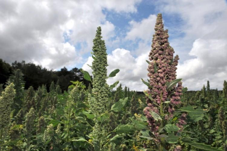 <a><img src="https://www.theepochtimes.com/assets/uploads/2015/09/116225875.jpg" alt="View of a quinoa field. Quinoa is now being touted as the health food of the future. (Alain Jocard/AFP/Getty Images)" title="View of a quinoa field. Quinoa is now being touted as the health food of the future. (Alain Jocard/AFP/Getty Images)" width="320" class="size-medium wp-image-1802395"/></a>