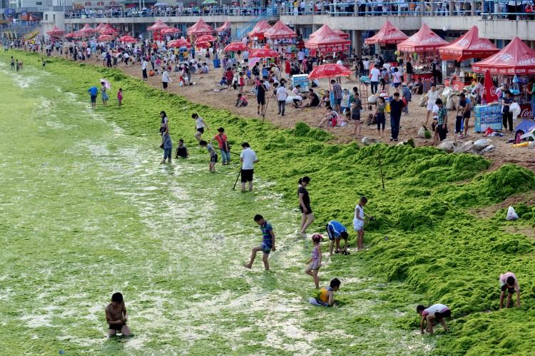<a><img src="https://www.theepochtimes.com/assets/uploads/2015/09/119868572.jpg" alt="Chinese tourists play by the algae-filled coastline of Qingdao in mid-July. (STR/AFP/Getty Images)" title="Chinese tourists play by the algae-filled coastline of Qingdao in mid-July. (STR/AFP/Getty Images)" width="575" class="size-medium wp-image-1799869"/></a>