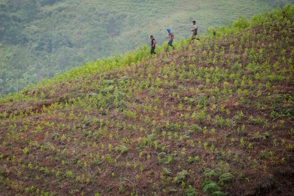 <a><img class="size-large wp-image-1782772" title="TO GO WITH AFP HISTORY BY GUILLERMO BARR" src="https://www.theepochtimes.com/assets/uploads/2015/09/147880199.jpg" alt="TO GO WITH AFP HISTORY BY GUILLERMO BARROS Farmers walk across a coca plantation in the mountains of the department of Cauca, Colombia, on June 21, 2012. (LUIS ROBAYO/AFP/GettyImages)" width="590" height="393"/></a>