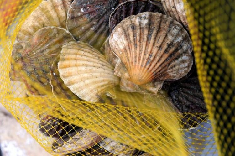 <a><img class="wp-image-1774060" title="FRANCE-FISHING-SCALLOPS" src="https://www.theepochtimes.com/assets/uploads/2015/09/154993452.jpg" alt="" width="590" height="392"/></a>