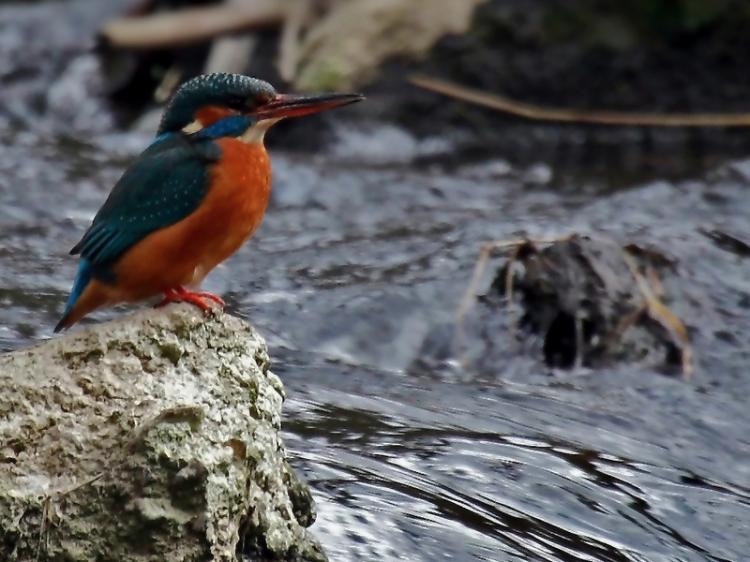 <a><img src="https://www.theepochtimes.com/assets/uploads/2015/09/2008-07-01-xxl--FliessdenesWasser_new.jpg" alt="In ancient China there was the phrase: 'Moving water does not spoil, and locks and door hinges stay intact from use.' (Peashooter / www.pixelio.de)" title="In ancient China there was the phrase: 'Moving water does not spoil, and locks and door hinges stay intact from use.' (Peashooter / www.pixelio.de)" width="320" class="size-medium wp-image-1832780"/></a>