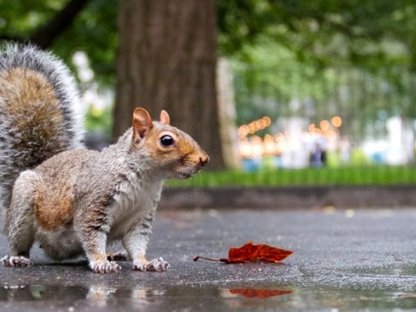 <a><img class="size-large wp-image-1770815" src="https://www.theepochtimes.com/assets/uploads/2015/09/20121009Squirrels_BenC_6675-600x600.jpg" alt="" width="590" height="442"/></a>