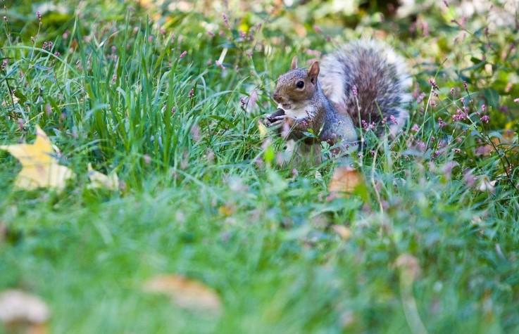 <a><img class="size-large wp-image-1775292" title="20121022-squirrel-IMG_9748-Amal Chen" src="https://www.theepochtimes.com/assets/uploads/2015/09/20121022-squirrel-IMG_9748-Amal-Chen.jpg" alt="" width="590" height="375"/></a>