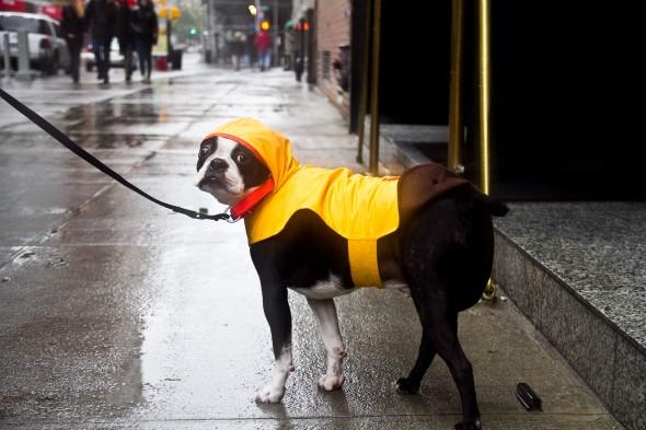 <a><img class="size-full wp-image-1774904" title="20121029-WEB+sandyHurricane-IMG_9839-Ben+C-590x393" src="https://www.theepochtimes.com/assets/uploads/2015/09/20121029-WEB+sandyHurricane-IMG_9839-Ben+C-590x393.jpg" alt="" width="590" height="393"/></a>