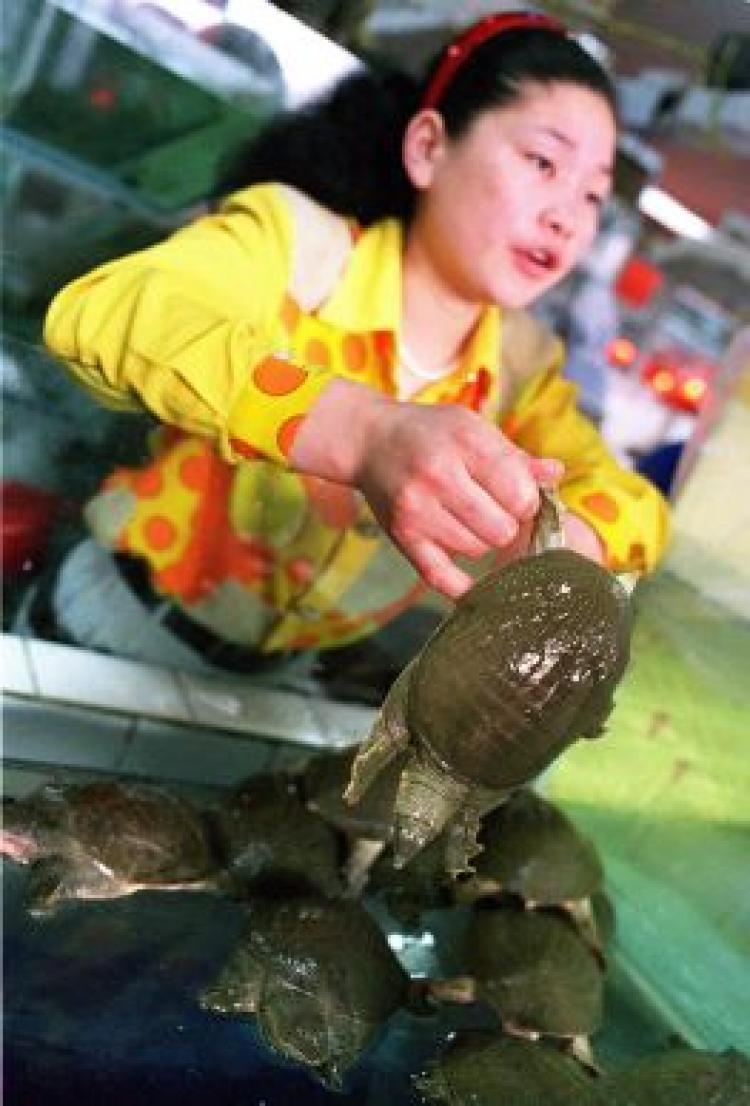 <a><img src="https://www.theepochtimes.com/assets/uploads/2015/09/51406883.jpg" alt="A woman displays her best soft-shell turtle to a potential customer at a seafood market in downtown Beijing. (AFP/Getty Images)" title="A woman displays her best soft-shell turtle to a potential customer at a seafood market in downtown Beijing. (AFP/Getty Images)" width="320" class="size-medium wp-image-1833892"/></a>